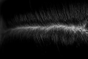 Effective Hair Regrowth Foams for Men with Minoxidil